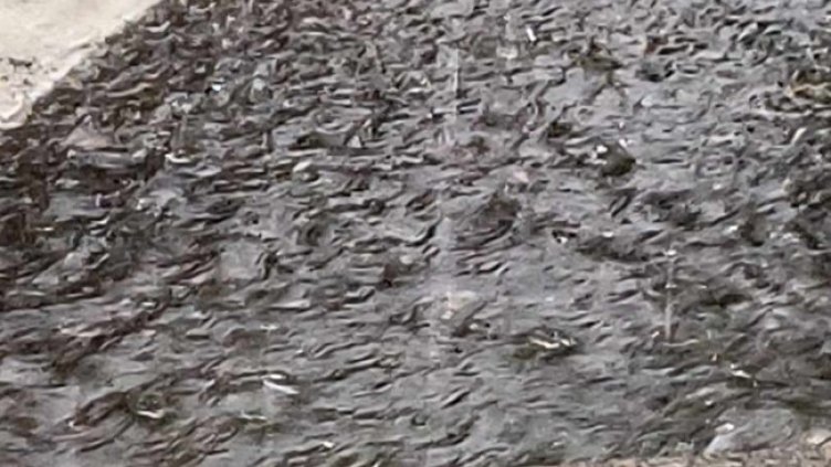 Снимка БГНЕС