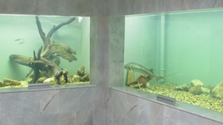 Снимка БГНЕС, архив