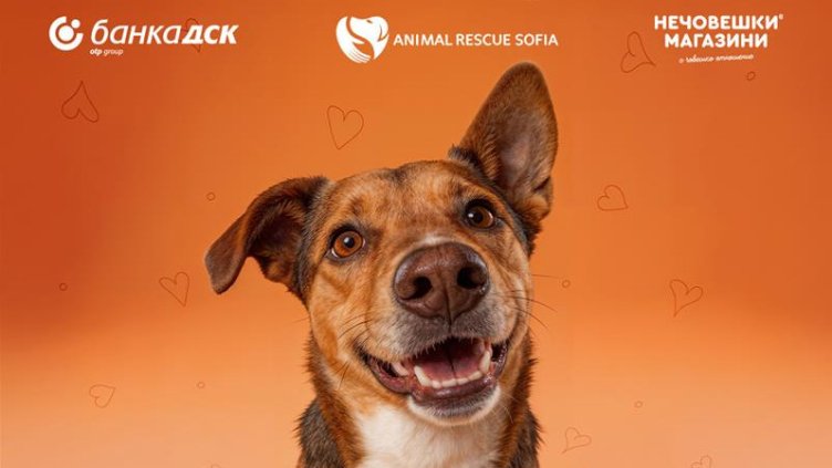 Банка ДСК и Animal Rescue Sofia стартират кампания &bdquo;Точно за теб&ldquo; в подкрепа на осиновяването на домашни любимци