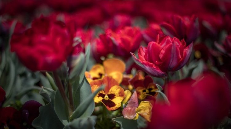 Снимка: Димитър Кьосемарлиев, Dnes.bg