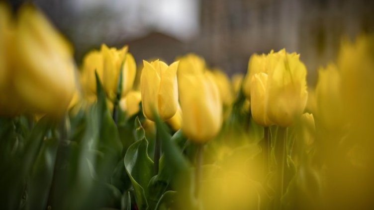 Снимка: Димитър Кьосемарлиев, Dnes.bg