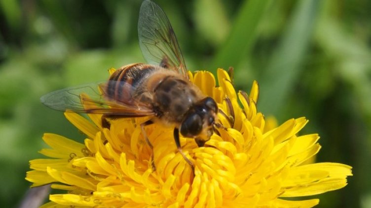 Снимка: архив, БГНЕС