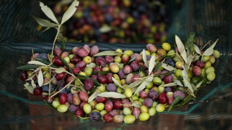 Снимка: архив, БГНЕС