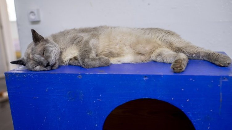 Снимка: архив, БГНЕС