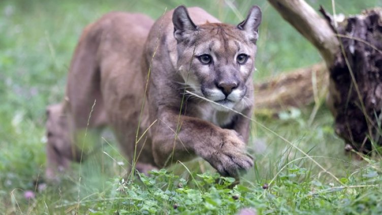 Снимка: БГНЕС/ЕРА