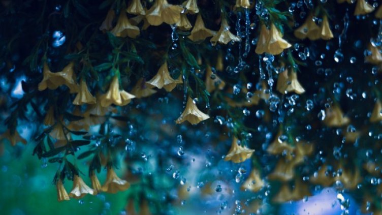 Снимка: Pixabay