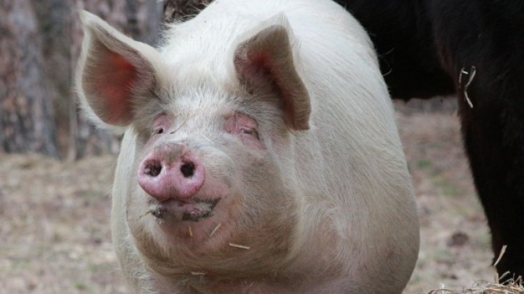 Снимка БГНЕС, архив