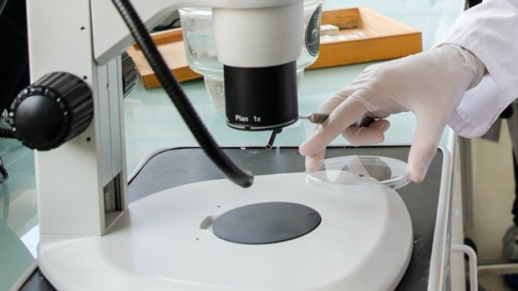 Снимка: архив, БГНЕС