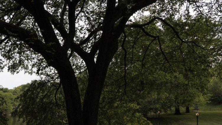 Снимка: архив, БГНЕС