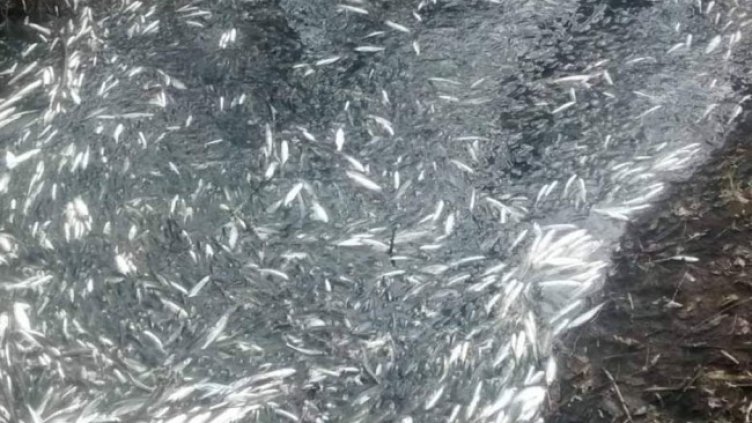 Снимка: архив, БГНЕС