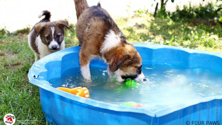 Снимка: Четири лапи