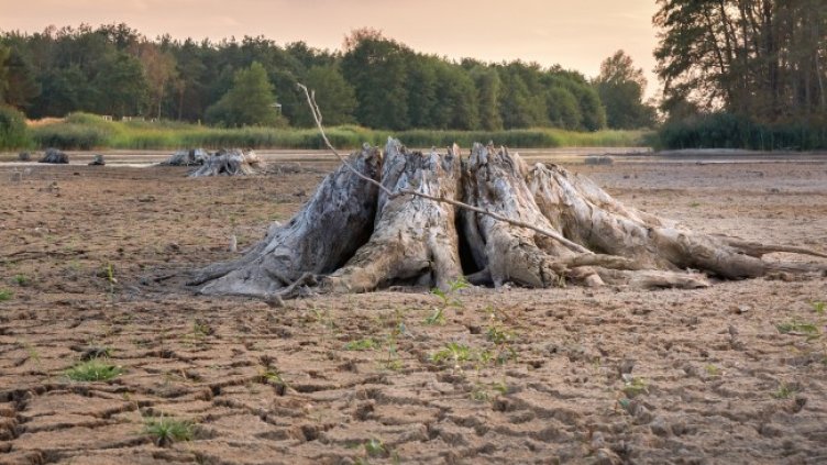 Снимка: Pixabay