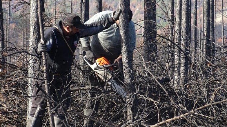 Снимка: архив, БГНЕС