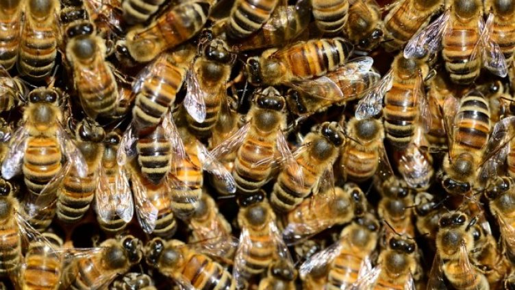 Снимка: Pixabay