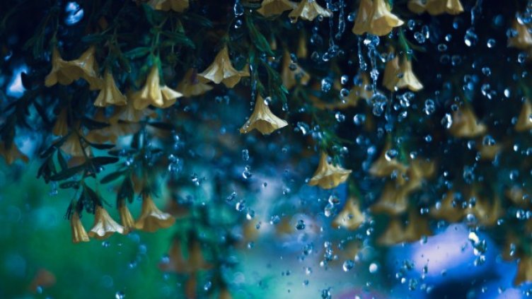 Снимка: Pixabay