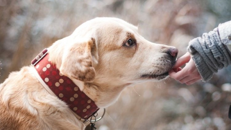 Снимка: Pixabay