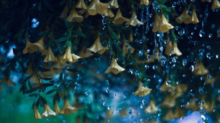 Снимка: Pixabay