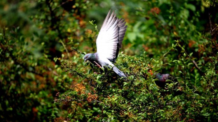 Снимка: архив, БГНЕС