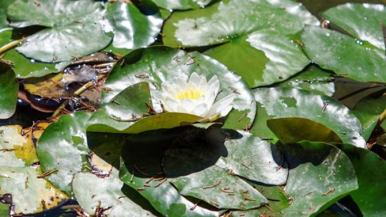 Снимка: архив, БГНЕС