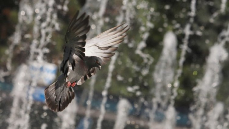 Снимка: архив, БГНЕС