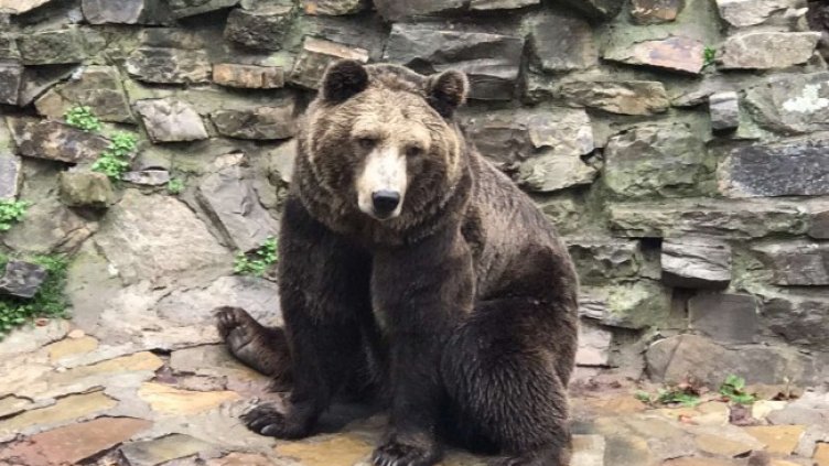 СНИМКА БГНЕС