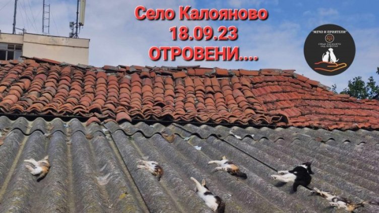 Снимка: Мечо и Приятели