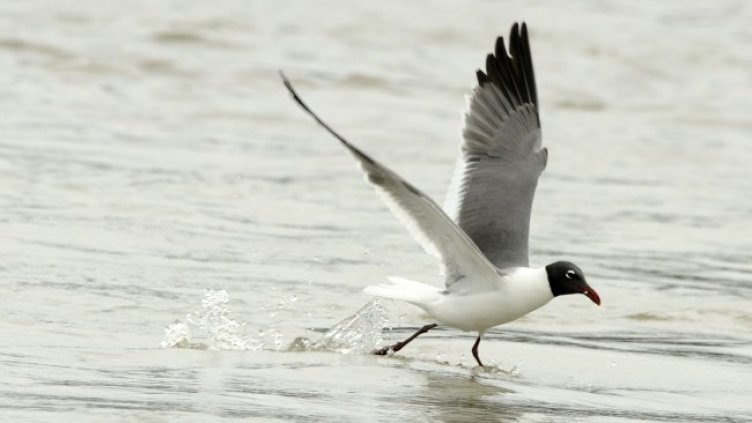Снимка: архив, БГНЕС