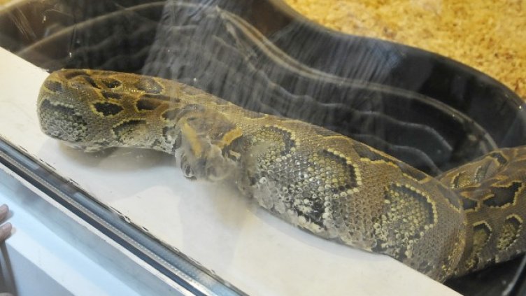 Снимка БГНЕС, архив