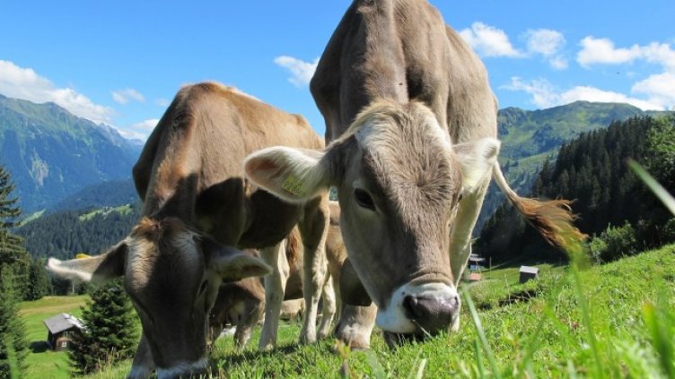 Снимка: Pixabay