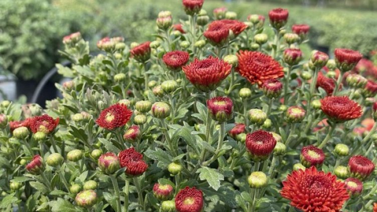 Снимка: архив, БГНЕС