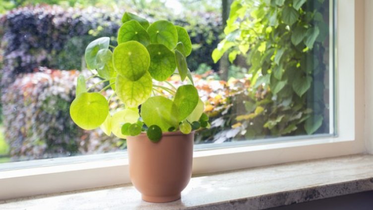 Снимка: Istock