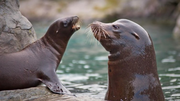 Снимка Пиксабей