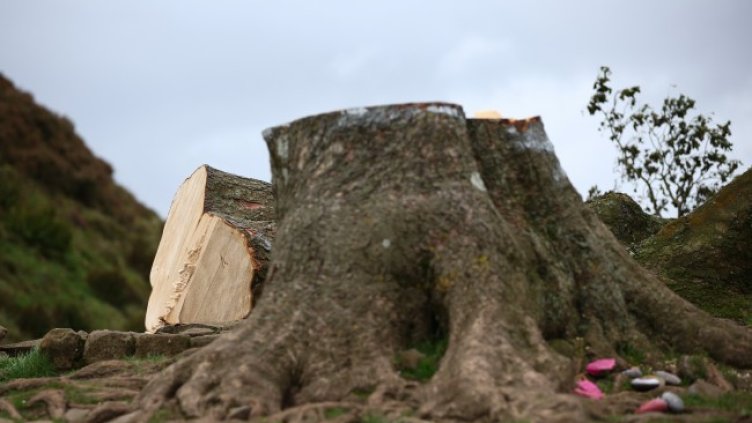 Снимка БГНЕС