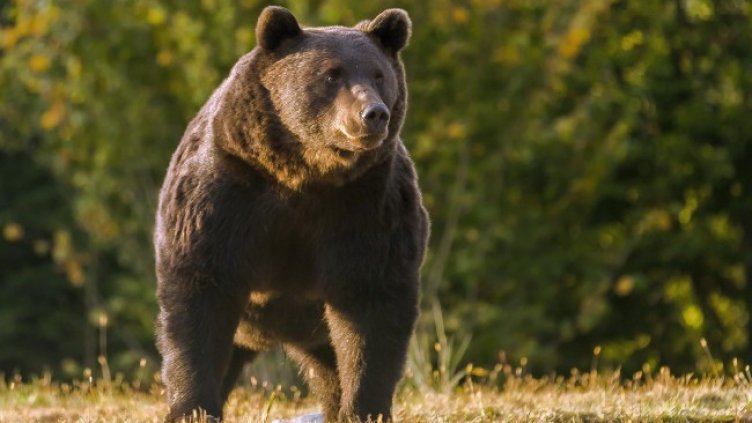 Снимка: архив, БГНЕС