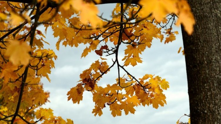 Снимка: Pixabay