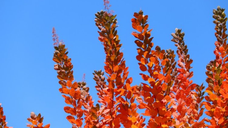 Снимка: архив, БГНЕС