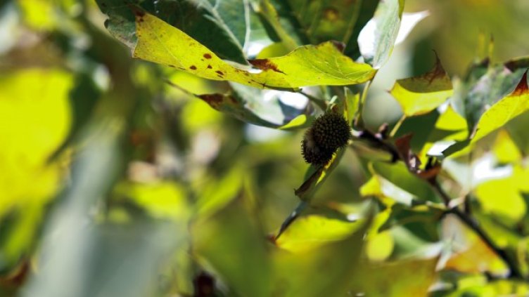 Снимка: архив, БГНЕС