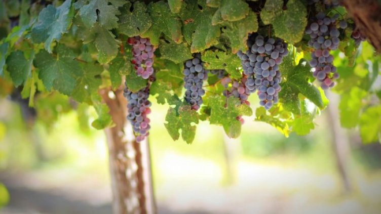 Снимка: Pixabay