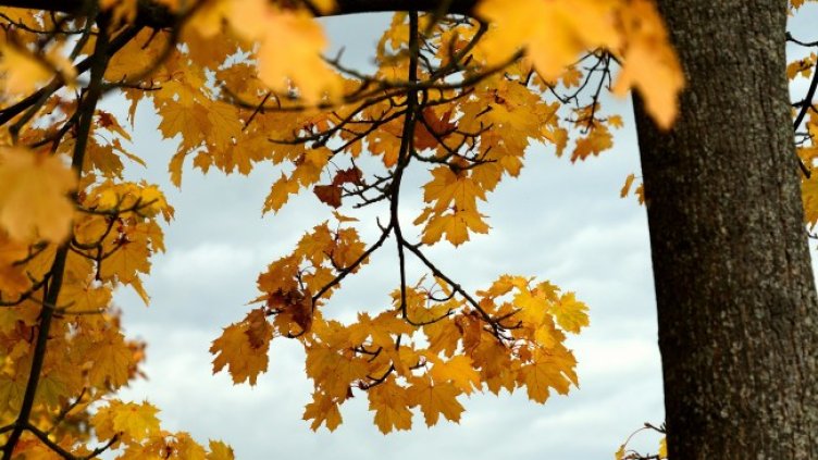 Снимка: Pixabay