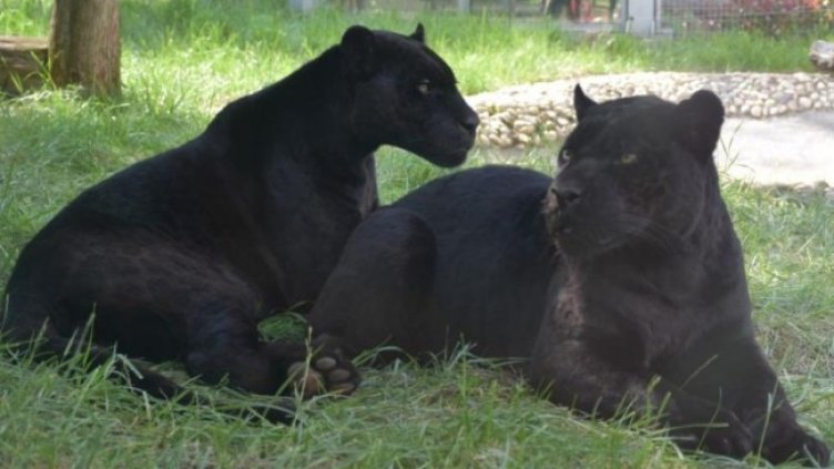 Снимка Столичен зоопарк