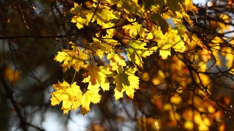 Снимка: архив, БГНЕС