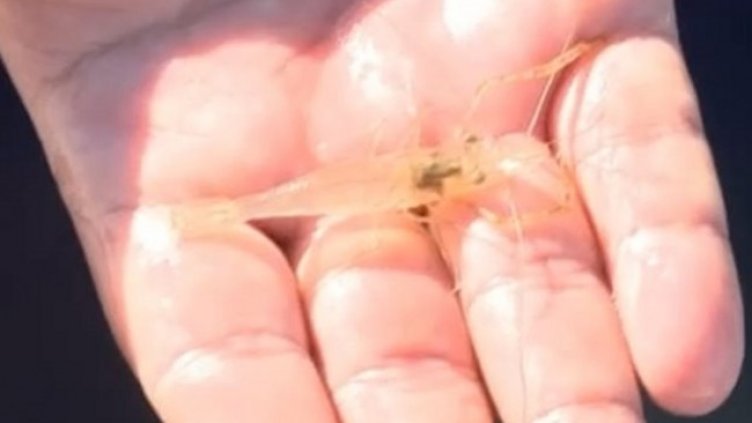 Снимка: БНТ