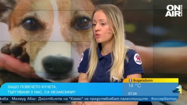 Расте незаконната търговия с кучета