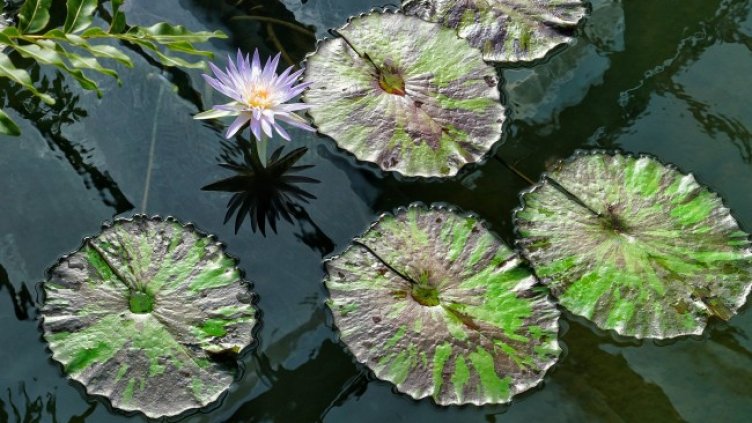 Снимка: Pixabay