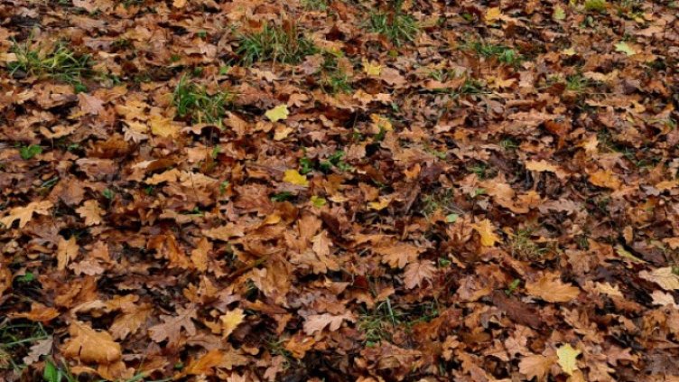 Снимка: архив, БГНЕС