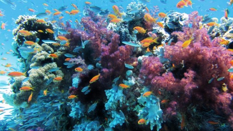 Снимка: Pixabay