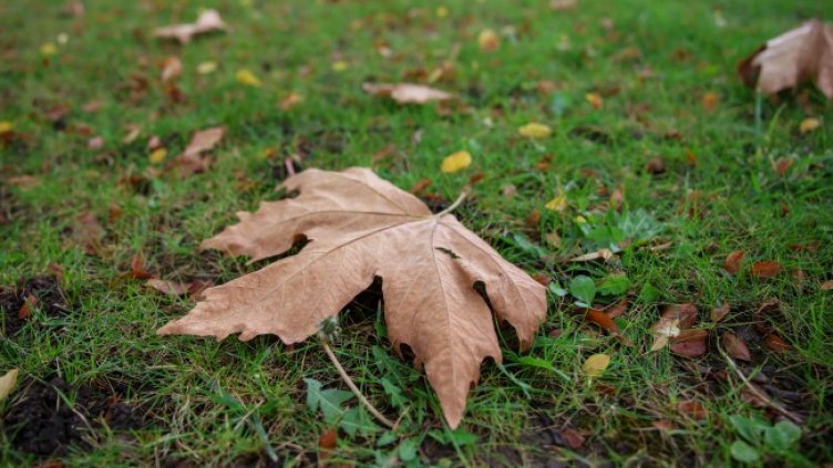 Снимка БГНЕС, архив