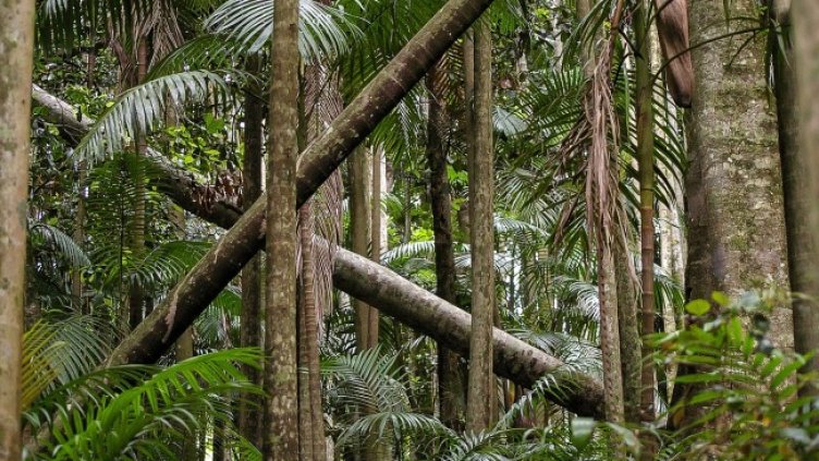 Снимка: Pixabay