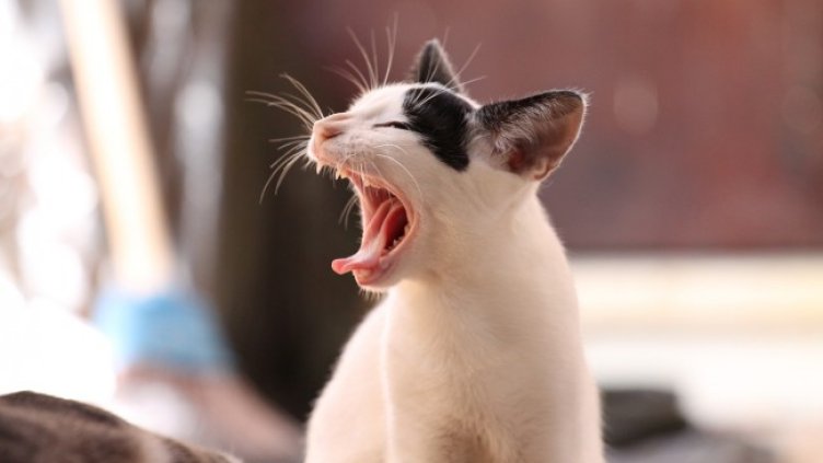 Снимка: Pixabay/wilkernet