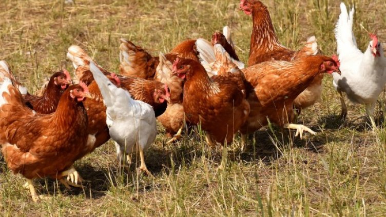 Снимка: Pixabay